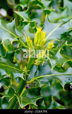 Holly (ilex aquifolium), Nahaufnahme der markanten Blätter des Baumes, die das frische Wachstum im Frühjahr zeigen. Stockfoto