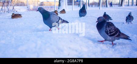 Eine Gruppe von Enten - Stockenten - landen an einem sonnigen Tag im Winter auf dem See. Der Teich ist teilweise gefroren. Stockfoto