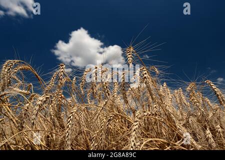 Reife Brote auf einem Feld, an einem hellen, sonnigen Tag, vor einem Hintergrund von blauem Himmel und weißen Wolken Stockfoto