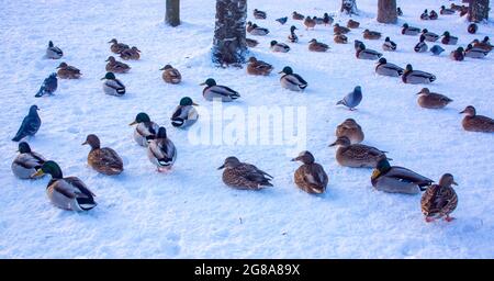 Eine Gruppe von Enten - Stockenten - landen an einem sonnigen Tag im Winter auf dem See. Der Teich ist teilweise gefroren. Stockfoto