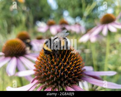 Sommer in Bad Vilbel, Hessen, Deutschland Stockfoto