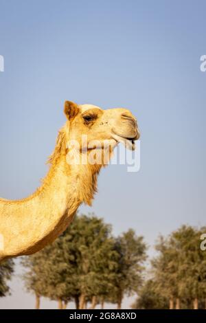 Dromedarkamelkopf (Camelus dromedarius), Portraitansicht, mit Ghafenbäumen im Hintergrund. Sharjah, Vereinigte Arabische Emirate. Stockfoto