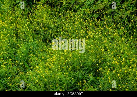 Verschiedene Gartenblumen im Frühling Stockfoto