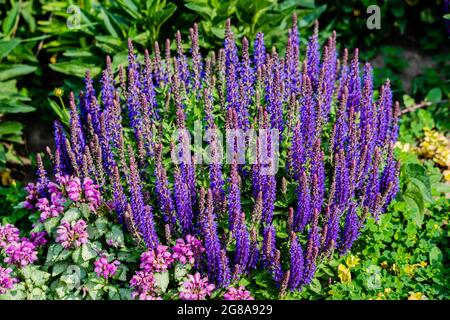 Verschiedene Gartenblumen im Frühling Stockfoto