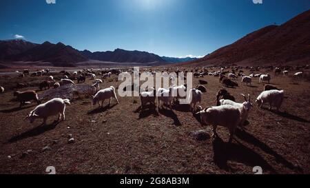 In den Ausläufern des Altai-Gebirges grast eine Ziegenherde. Stockfoto