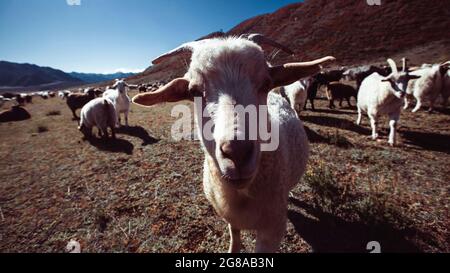 Ziegen weiden in den Ausläufern des Altai-Gebirges. Stockfoto