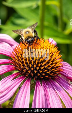 Makroansicht einer unscharfen Biene auf einer purpurnen Kegelblume Stockfoto