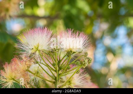 albizia-Baumblumen aus der Nähe Blick auf den Baum, der im Sommer in spanien im Freien blüht Stockfoto