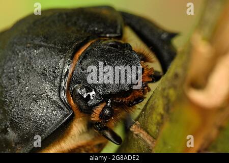 Elefantenkäfer - Megasoma elephas Familie Scarabaeidae und die Unterfamilie Dynastinae, Neotropische Nashornkäfer, im Süden Mexikos, Central Amer Stockfoto