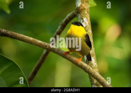 Gold-collared Manakin - Manacus vitellinus schwarz und gelb Vogel in der Familie Pipridae, in Kolumbien und Panama in subtropischen oder tropischen feuchten l gefunden Stockfoto