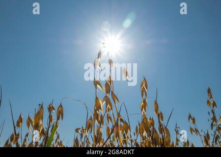 Ein Haferfeld, das in Suffolk, Großbritannien, wächst. Stockfoto