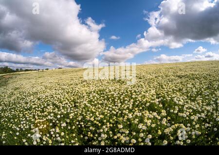 Kamillenblüten wachsen auf einem Feld, Norfolk UK. Stockfoto