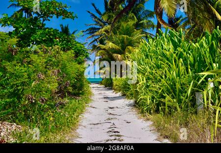 Die von tropischen Pflanzen gesäumte Sandstraße führt zum Strand von Ambergris Caye, Belize. Stockfoto