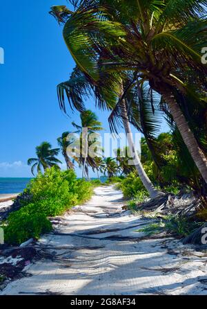 Die unbefestigte Straße entlang des Strandes auf Ambergris Caye, Belize. Stockfoto