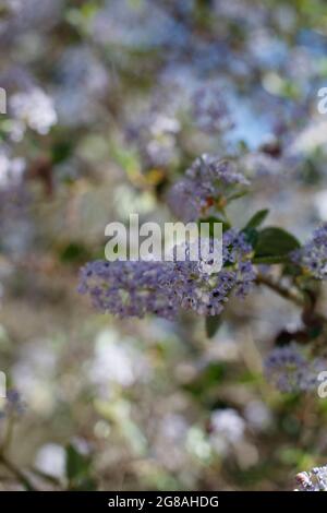 Lila blühende Raceme Blütenstände von Hairy Buckbrush, Ceanothus Oliganthus, Rhamnaceae, heimisch in den Santa Monica Mountains, Frühling. Stockfoto