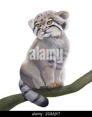 Manul, Otocolobus manuel, Erwachsener, stehend auf der Zweigstelle. Pallas's Cat.mit einem schmachhaften Look. .Illustration auf weißem Hintergrund Stockfoto