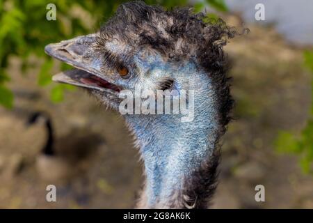 Nahaufnahme des australischen blauen emu mit offenem Mund auf Naturhintergrund. Stockfoto