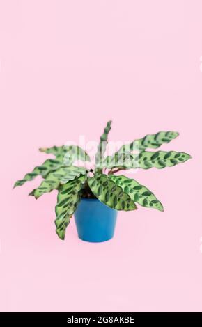 Calathea lancifolia Topfpflanze isoliert auf rosa Hintergrund Stockfoto