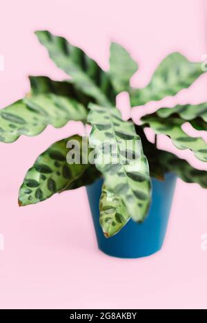 Calathea lancifolia Topfpflanze isoliert auf rosa Hintergrund Stockfoto