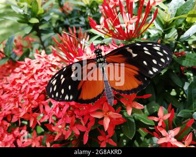 Eine Nahaufnahme eines wunderschönen Tithorea Terracina Schmetterlings auf Gartenblumen Stockfoto