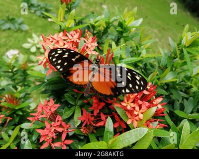 Eine Nahaufnahme eines wunderschönen Tithorea Terracina Schmetterlings auf Gartenblumen Stockfoto