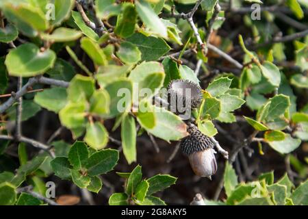 Blätter und Eicheln von Quercus coccifera, die Kermes-Eiche aus der Nähe. Kleiner Eichenbusch mit grünen scharfen Blättern im Sommer sonniges Griechenland, Mittelmeer Stockfoto