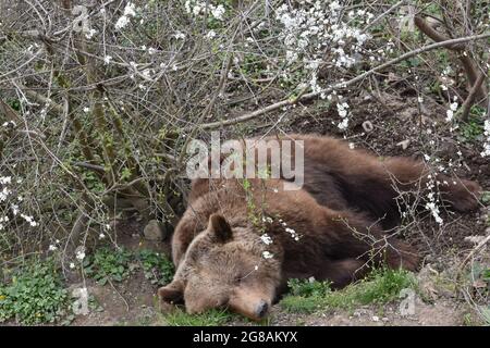 Zwischen Bäumen in kleiner Delle liegt der "sablepy European Brown Bear" (Ursus arctos) am Bärenpark Bern, Stadt Bern, Kanton Bern, Schweiz. Stockfoto