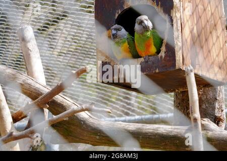 Ein Paar senegalesische Papageien im Käfig in einem Zoo. Sie werden im Lateinischen Poicephalus senegalus genannt. Sie sind größtenteils in Westafrika verbreitet. Stockfoto