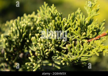 Green Juniperus excelsa, der griechische Wacholder immergrüner Baumzweig für lebendige Nahaufnahme mit Unschärfe, Mittelmeer, Griechenland Stockfoto