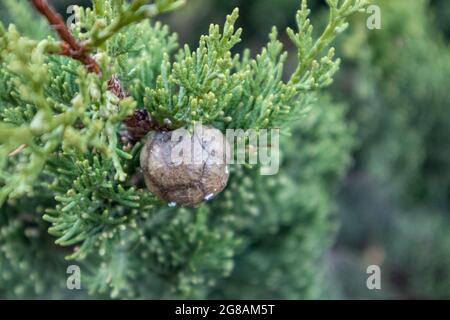 Grüner Juniperus excelsa und Kegel Nahaufnahme. Griechischer Wacholder immergrüner Baum Ast Fell mit Hintergrund verschwommen im Mittelmeerraum, Griechenland Stockfoto