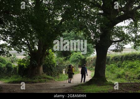 Camino de Santiago (Jakobsweg). Zwei Pilger wandern auf der französischen Route des Camino de Santiago etwa hundert Kilometer durch den Wald, bevor der Weg Santiago de Compostela zwischen Barbadelo und Portomarín in Galicien, Spanien, erreicht. Stockfoto