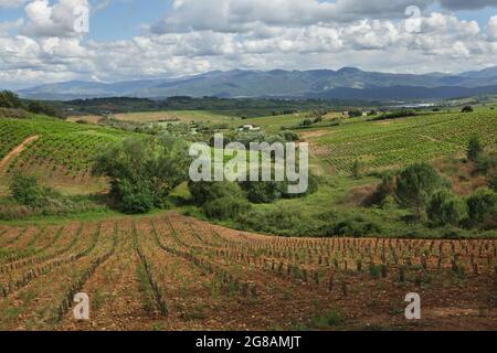 Camino de Santiago (Jakobsweg). Hochland bedeckt mit Weinbergen auf dem Weg von Ponferrada nach Villafranca del Bierzo in Kastilien und León, Spanien. Die französische Route des Camino de Santiago führt durch diese malerische Landschaft kurz bevor sie das Dorf Villafranca del Bierzo erreicht. Stockfoto