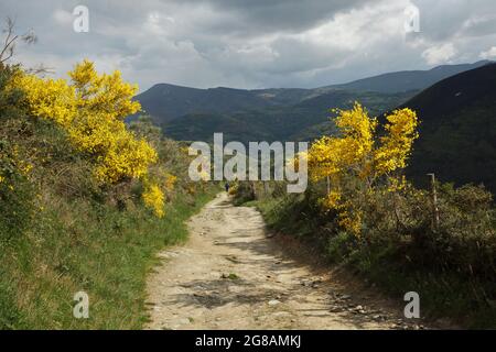 Camino de Santiago (Jakobsweg). Pilger folgen dem Jakobsweg nahe der Grenze zwischen León und Galizien in Spanien. Die französische Route des Camino de Santiago führt durch diese malerische Landschaft kurz bevor sie das galizische Dorf El Cebrero erreicht. Stockfoto