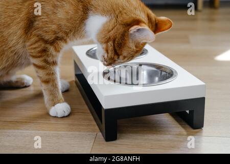 Ingwer-Katze isst aus der Schüssel, Nahrung und Wasser in verbundenen schweren Tellern zu Hause. Tier kann das Wasser nicht Spalten. Vollständige und ausgewogene Ernährung Stockfoto