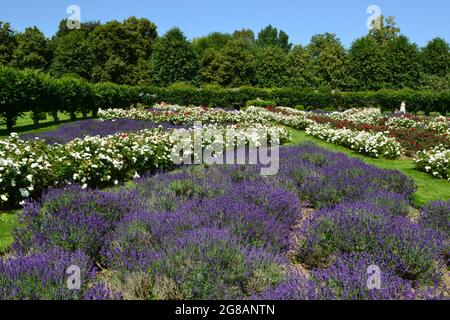 Rosen und Lavendel am Penshurst Place, Kent, an einem heißen Sommertag im Jahr 2021. In der Nähe von Tonbridge sind das Haus, das Herrenhaus und die Gärten Teil der Tudor-Geschichte Stockfoto