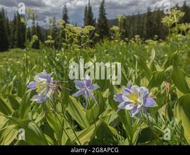 Die Wildblume blüht im Gunnison National Forest in Crested Butte, Colorado, USA Stockfoto