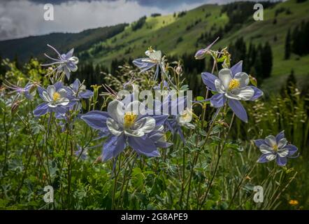 Die Wildblume blüht im Gunnison National Forest in Crested Butte, Colorado, USA Stockfoto