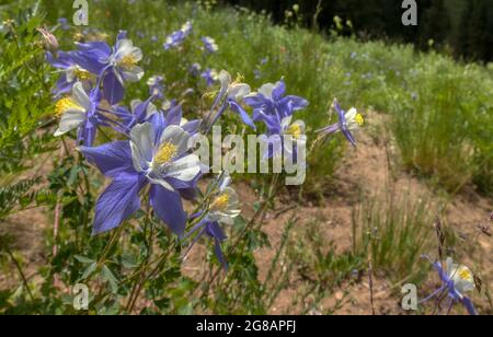 Die Wildblume blüht im Gunnison National Forest in Crested Butte, Colorado, USA Stockfoto