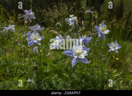 Die Wildblume blüht im Gunnison National Forest in Crested Butte, Colorado, USA Stockfoto