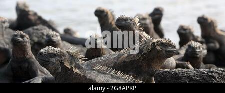 Panorama-Banner der Galapagos Tiere - Marine Iguana. Niedliche erstaunliche Wildtiere auf den Galapagos-Inseln, Ecuador Stockfoto