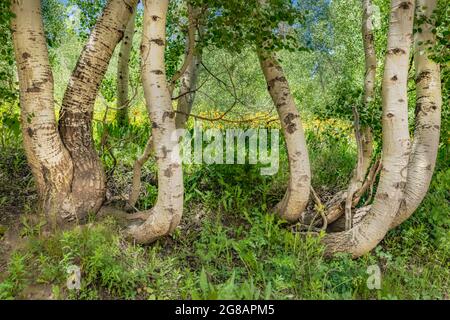 Die Wildblume blüht im Gunnison National Forest in Crested Butte, Colorado, USA Stockfoto