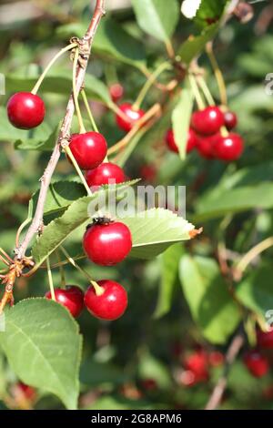 Reife Kirschen auf dem Baum, beleuchtet von den Sonnenstrahlen. Nahaufnahme Stockfoto