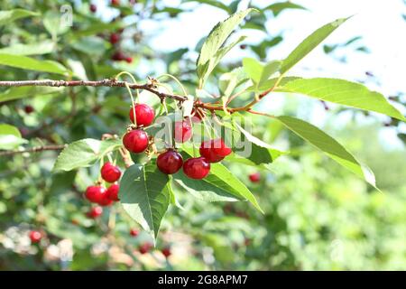 Reife Kirschen auf dem Baum, beleuchtet von den Sonnenstrahlen. Nahaufnahme Stockfoto