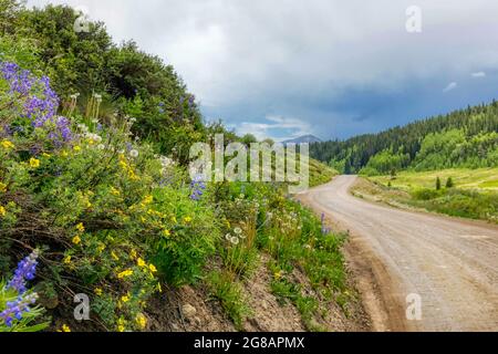 Die Wildblume blüht im Gunnison National Forest in Crested Butte, Colorado, USA Stockfoto