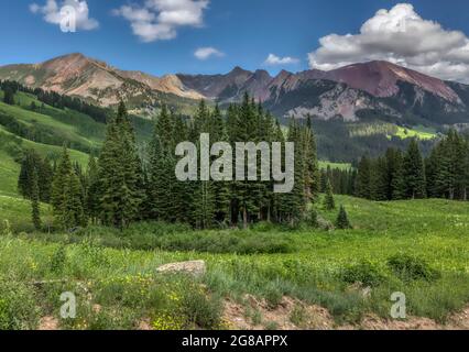 Die Wildblume blüht im Gunnison National Forest in Crested Butte, Colorado, USA Stockfoto