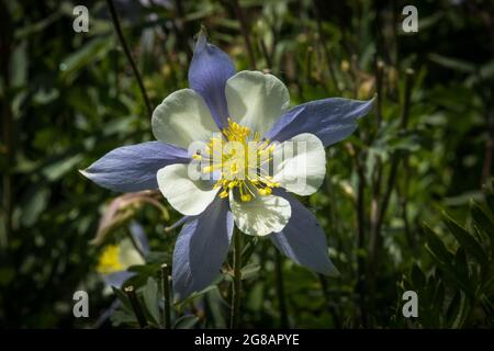 Die Wildblume blüht im Gunnison National Forest in Crested Butte, Colorado, USA Stockfoto