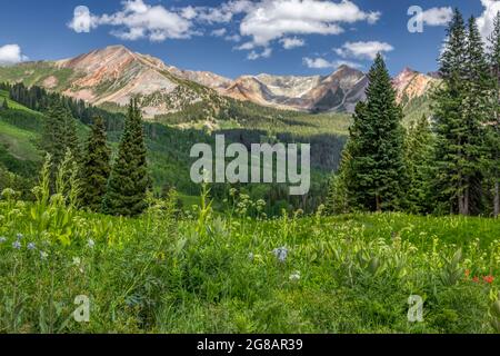 Die Wildblume blüht im Gunnison National Forest in Crested Butte, Colorado, USA Stockfoto