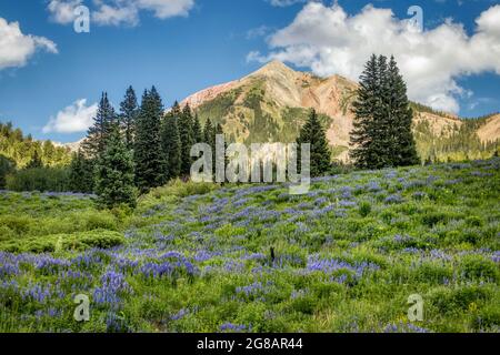 Die Wildblume blüht im Gunnison National Forest in Crested Butte, Colorado, USA Stockfoto