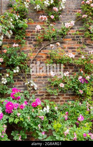 Wandern oder Klettern Rosen auf einer Ziegelwand Stockfoto