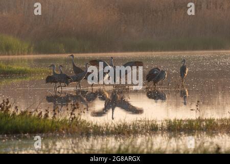 Kleinere Sandhill Cranes, Antigone canadensis, nutzen ein mit Federn gefülltes Feuchtgebiet auf dem kalifornischen Merced National Wildlife Refuge. Stockfoto